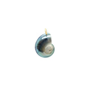 Nautilus-Halskette – limitierte Auflage (3 Stile)
